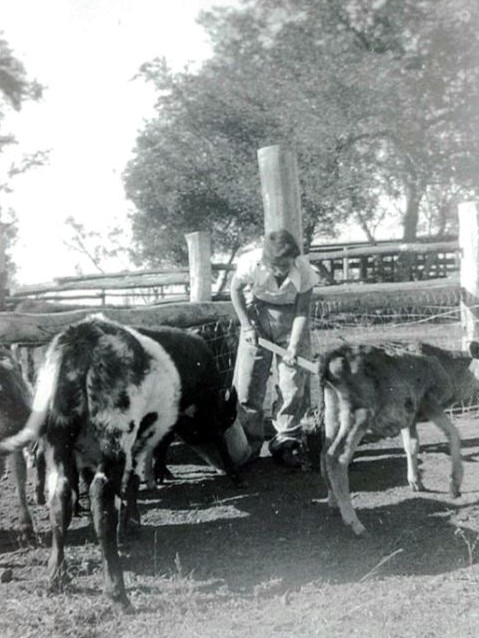 Grace Sneath feeding calves in 1956 at Banana in Central Queensland.