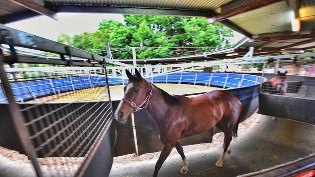 Horses get some exercise on one of three walkers. Photo: Tony Gough