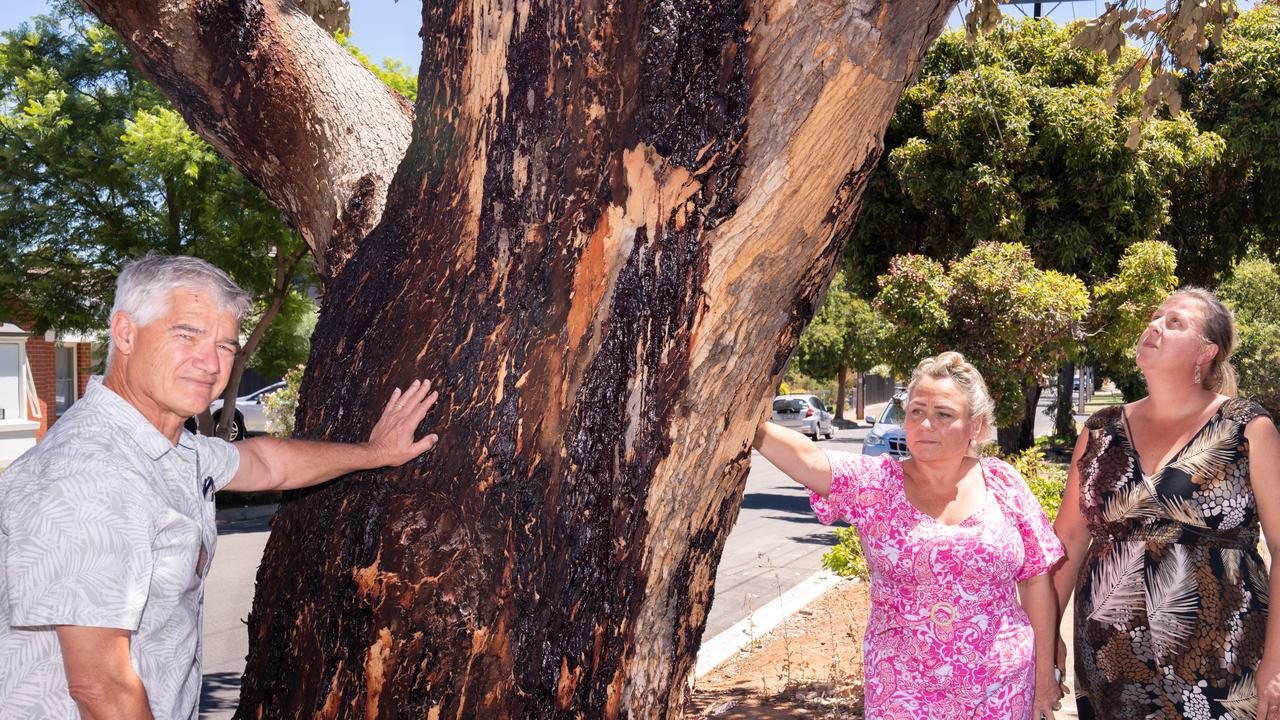 Local residents Michael Vial, Karen Berry and Amanda Kemperman are frustrated a mature tree has been drilled into and filled with poison by a mystery offender. Picture: Tim Joy