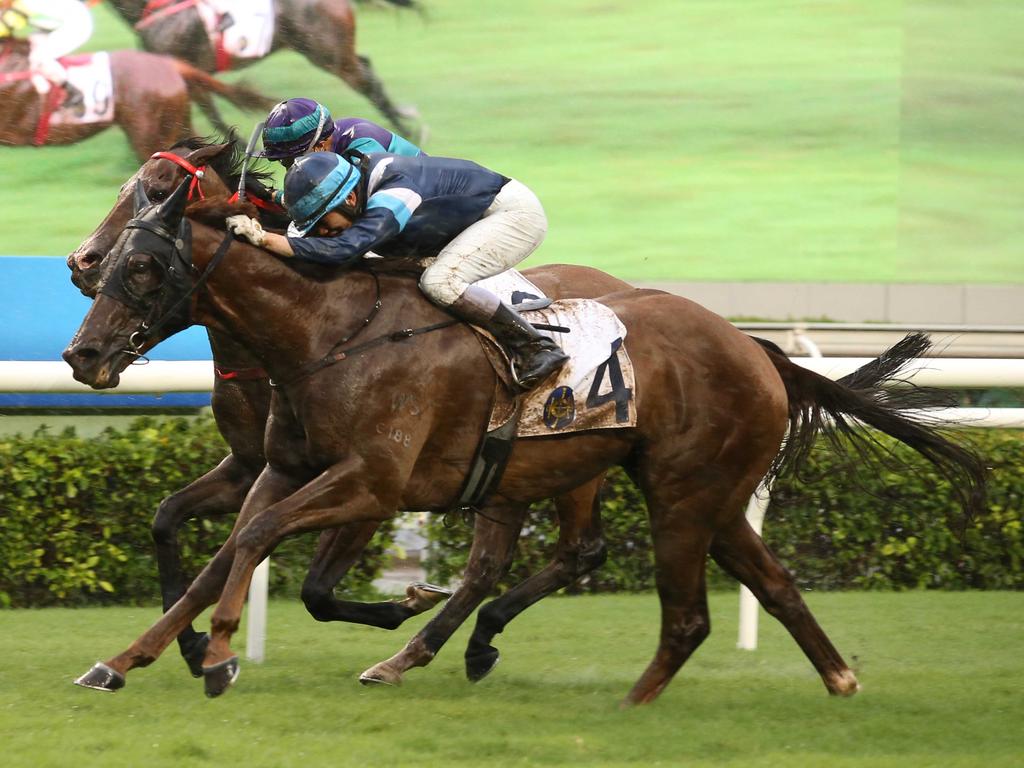 Duke Wai is bound for the LONGINES Hong Kong Sprint. Picture: HKJC