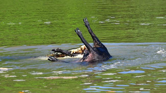 A croc snaps up a pig for lunch during the Barra Nats on the Daly River this week. Picture: Alex Julius