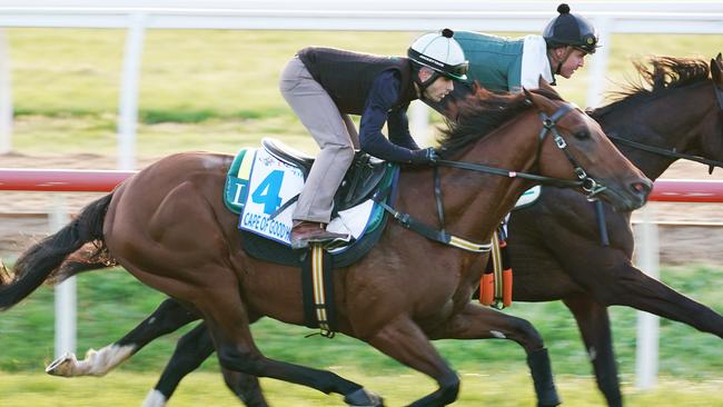 Constantinople is favourite for the Melbourne Cup. Picture: AAP