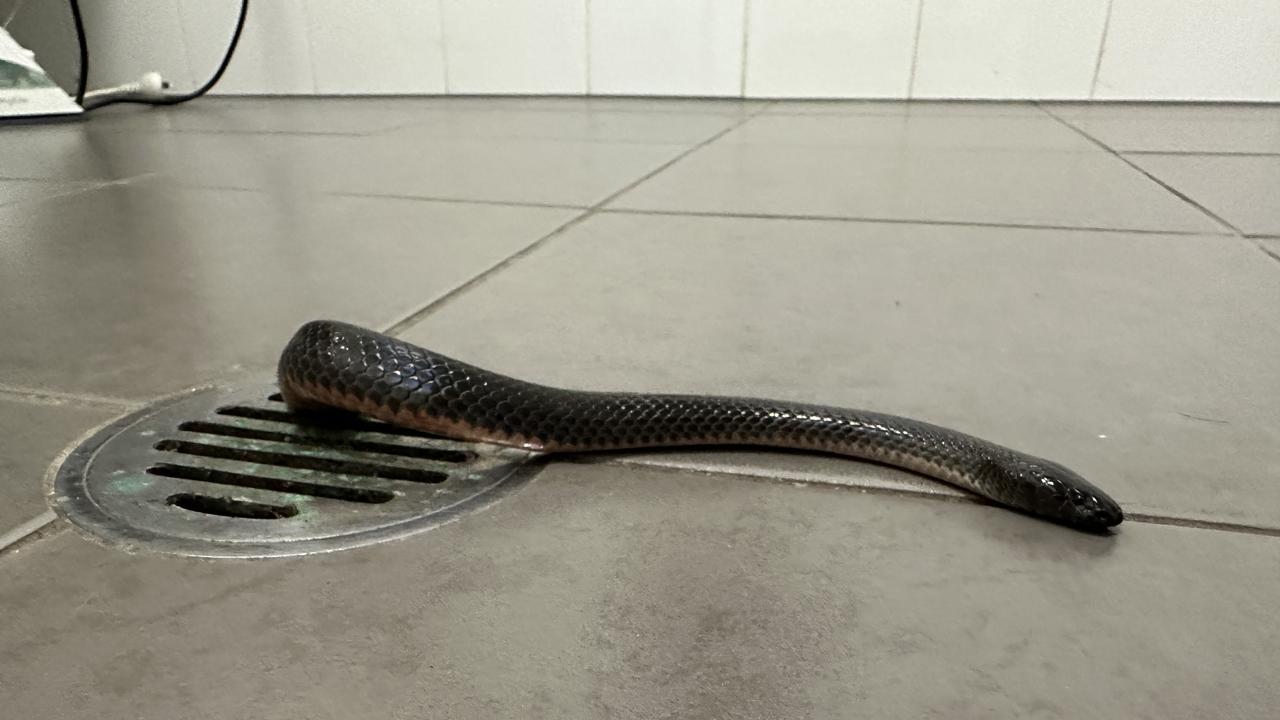 This Eastern small-eyed snake came up the drain on a rural property on the Sunshine Coast. Picture: Snake Catcher Noosa