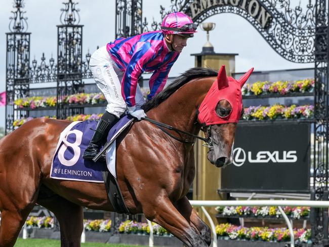 Ndola on the way to the barriers prior to the running of  the CS Hayes Stakes at Flemington Racecourse on February 15, 2025 in Flemington, Australia. (Photo by George Sal/Racing Photos via Getty Images)