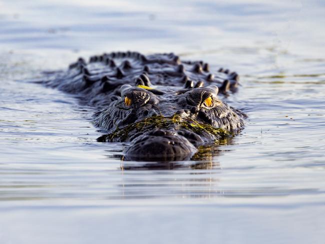 Crocodile at Yellow Waters Kakadu Photo- Tourism NT ESCAPE 8 May 2022 Destination Kakadu