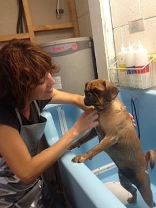 Washing a dog at a Dog Grooming business. Photo: Gail Nash