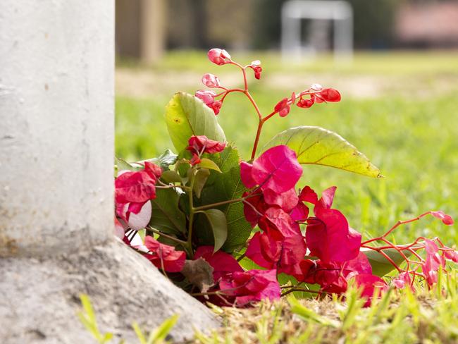 Flowers have been left in Carlton where Ms Dixon’s life was tragically cut short. Picture: Daniel Pockett/AAP