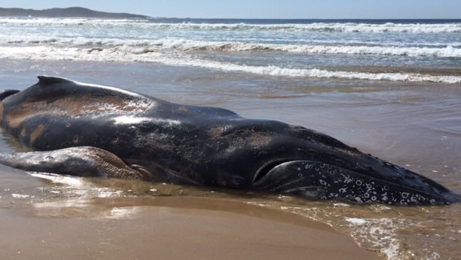 Baby humpback whale washed up deceased on One Mile Beach, Port Stephens.