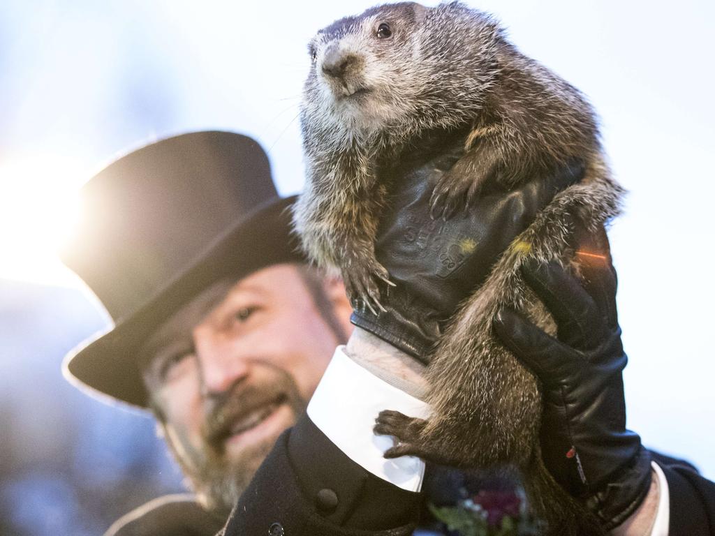 Punxsutawney Phil is held up by his handler for the crowd to see during the ceremonies for Groundhog day in Punxsutawney, Pennsylvania. Picture: Getty