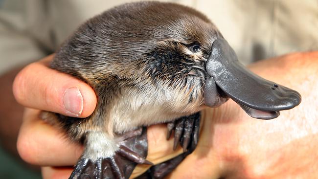 Yami the baby platypus at Healesville Sanctuary.