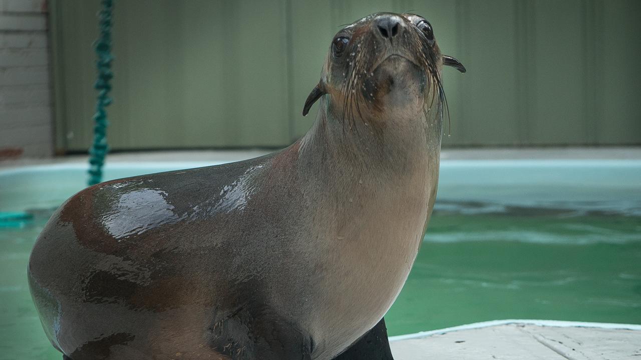 Injured seal pup found on a Bellarine beach is on the mend at Melbourne ...