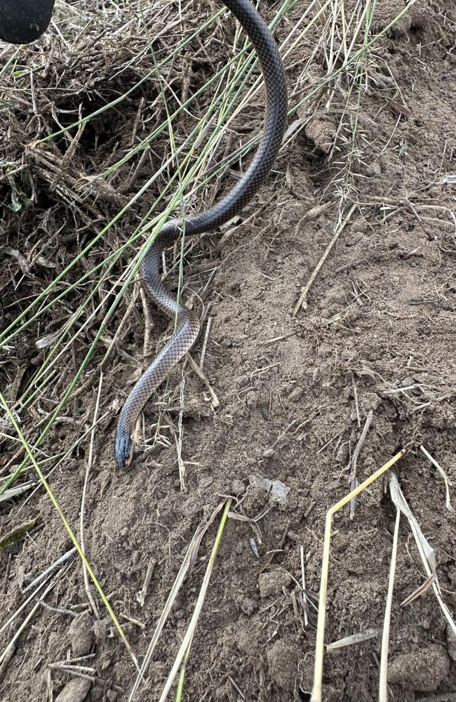 Western Downs Snake Catcher Jackson Burgess took this photo of one of the snakes he relocated earlier this year.