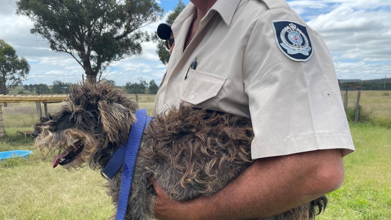 All of the dogs have been taken into veterinary care. Picture: RSPCA NSW