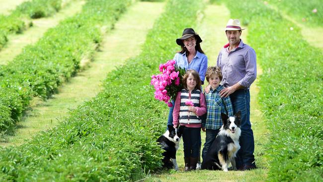 Well Worth The Wait For Spring Hill Peony Farm The Weekly Times