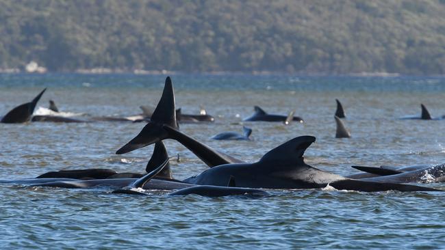 Nearly 500 whales became stranded in Macquarie Harbour.