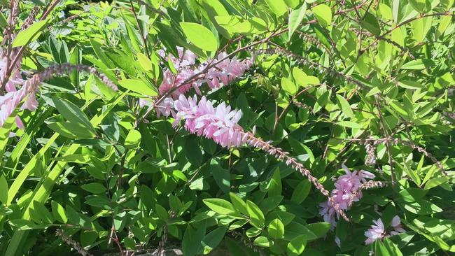 A toxin found in these Indigofera plants is the cause of 21 dogs’ deaths in Victoria.