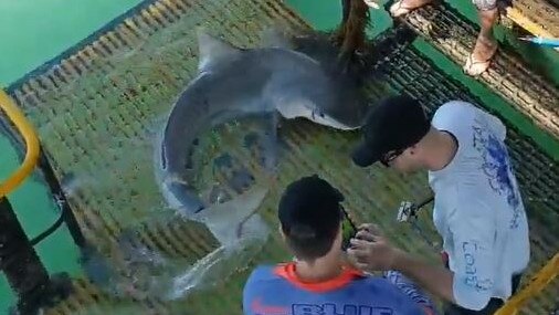 Fishos taking pictures of a tiger shark at Mandorah jetty. Picture: Supplied