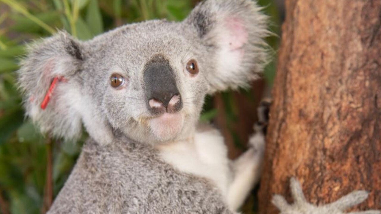 Blossom the Kingaroy koala, who was rescued by the Toowoomba Koala and Wildlife Rescue, has made a full recovery thanks to the efforts of the Australia Zoo Wildlife Hospital.