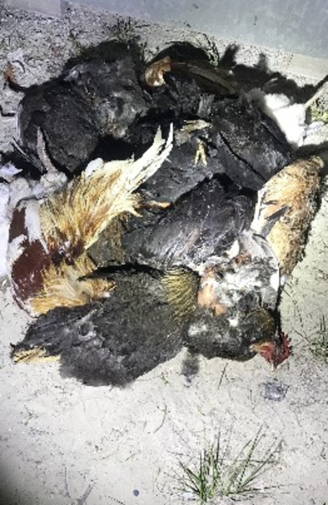 A pile of the chicken carcasses after the wildlife officers collected 25 from near Flinders Beach. Pictures: Contributed