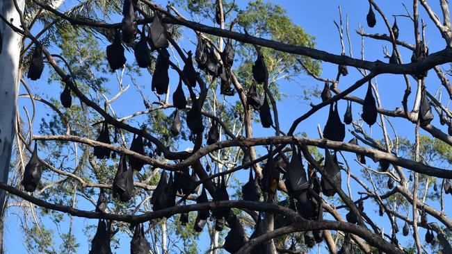 Flying Foxes have started roosting at the Ipswich Nature Centre, causing health concerns. PICTURE: FILE