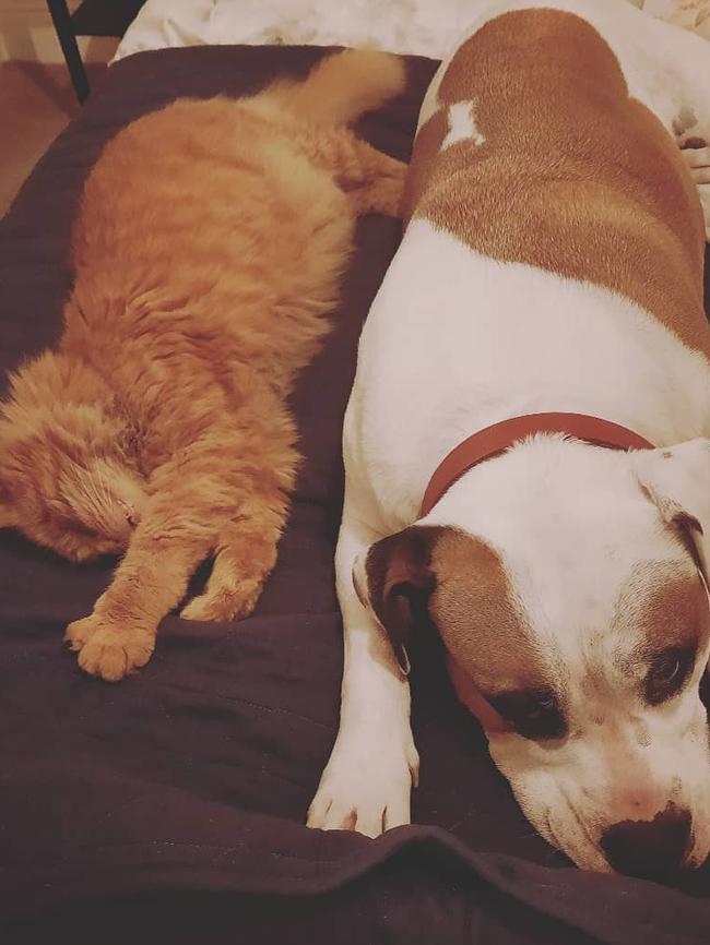 One-eyed ginger cat Champ with his housemate Winston. Picture: Instagram