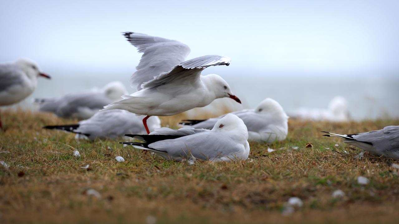 Seagulls bracing against the wind at Woody Point on the Redcliffe Peninsula. Picture: Steve Pohlner