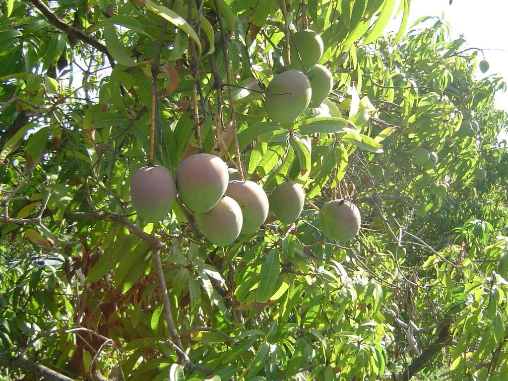 Bowen special mangoes from Corrick Plains. Image: Contributed.