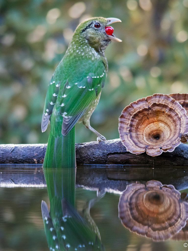 GREEN CATBIRD EATING GRAPE Naomi Slater, Queensland. Age 9 GREEN CATBIRD, AILUROEDUS CRASSIROSTRIS Pomona, Queensland