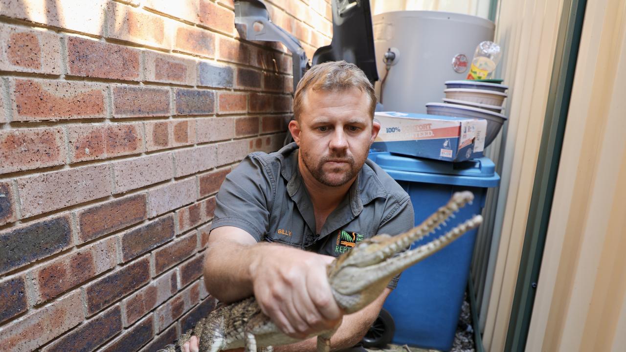 Australian Reptile Park operations manager and crocodile handler Billy Collett helped rescue a loose, metre-long crocodile from a Umina home. Picture: Australian Reptile Park