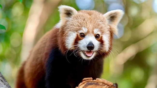 Ravi the red panda at Australia Zoo. Picture: Australia Zoo