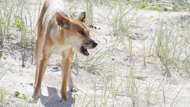 A dingo scavenges for food on the beach at Fraser Island. Photo: Lachie Millard