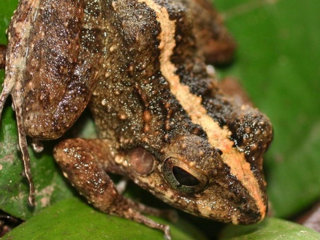 Nombre de Dios Streamside Frog (Craugastor fecundus) is a critically endangered frog found in Honduras. CREDIT Joe Townsend