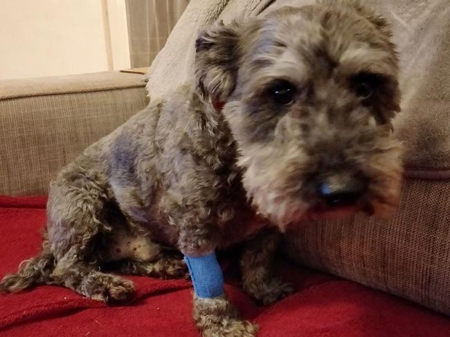 Saffy is fighting for life after spending 40 hours in intensive veterinary care.