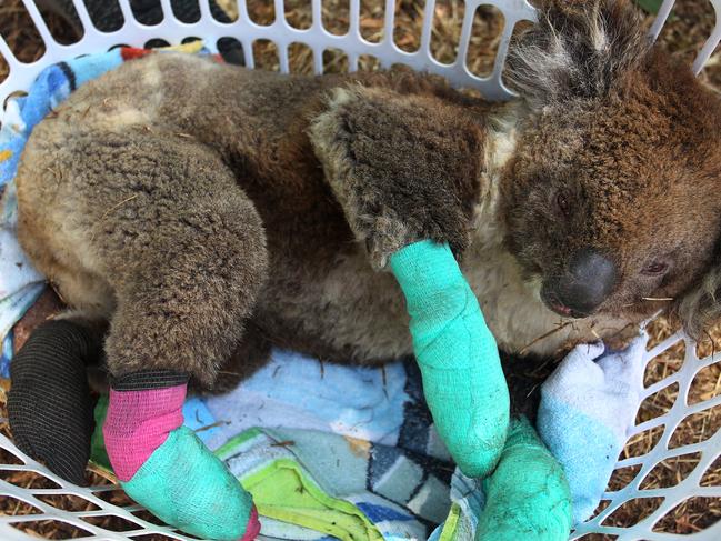 An injured koala at the Kangaroo Island Wildlife Park in the Parndana on Kangaroo Island. Picture: Lisa Maree Williams/Getty