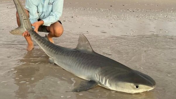 A tiger shark caught off K’gari.