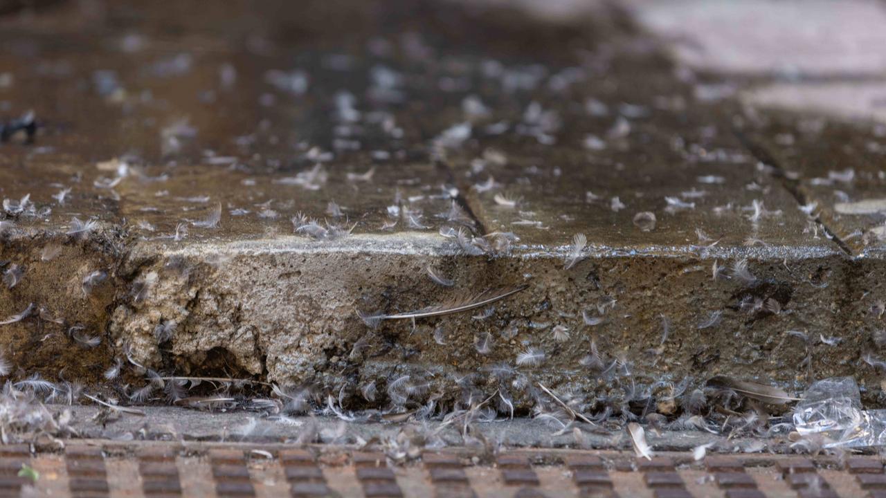 A photo earlier this year of poo along Leigh Street. Picture: Ben Clark