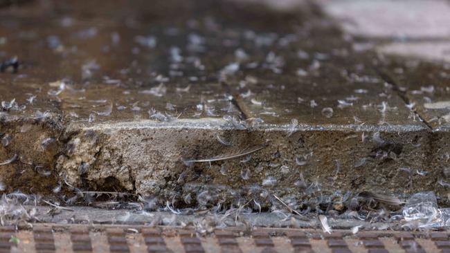 A photo earlier this year of poo along Leigh Street. Picture: Ben Clark