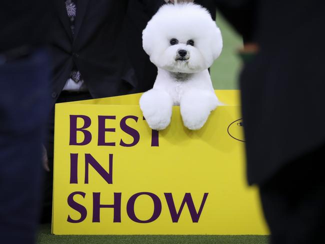 Flynn, The Bichon Frise, Is Crowned Top Dog At The Westminster Dog Show 