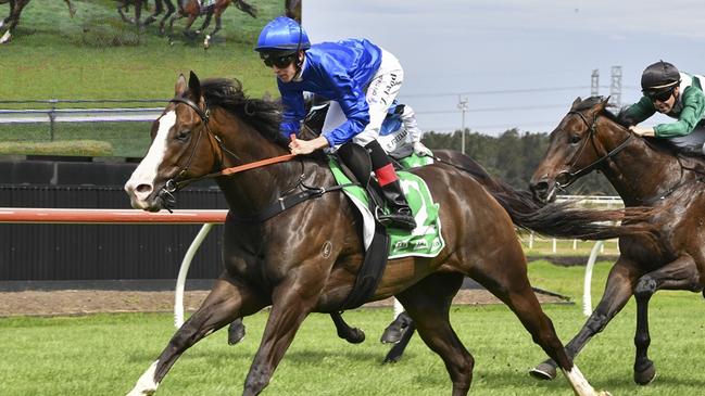 Flashy gelding Zaragoza can make a winning start to his career with new trainers Robert and luke Price at Kembla on Thursday. Picture: Bradley Photos