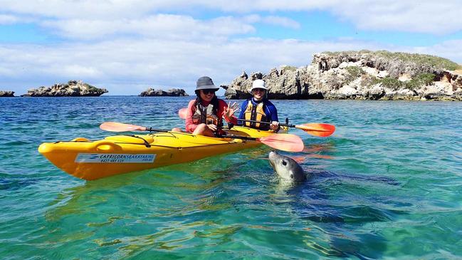 Supplied Editorial Close encounters with Capricorn Sea Kayaking, Rockingham, WA.