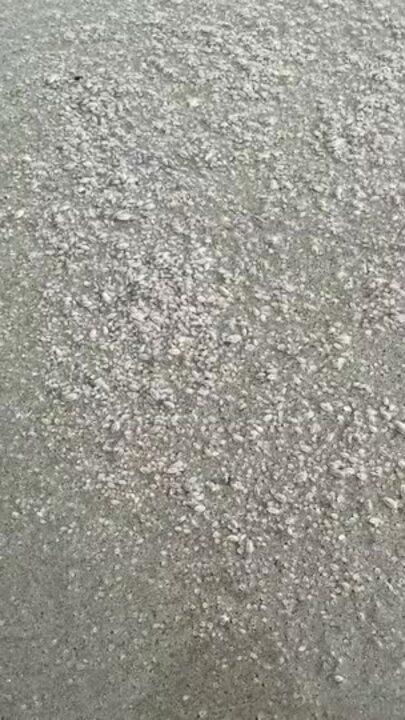 'It Was Crazy!': Sand Fleas Swarm on Florida Beach
