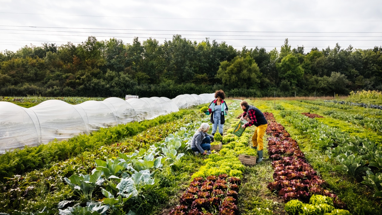 The study found produce consumption not only contributed to better heart health, but also promoted sustainable practices. Image: Getty