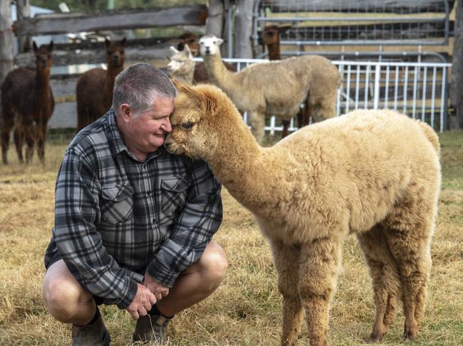 Geham man left devastated after beloved alpacas mauled by dogs