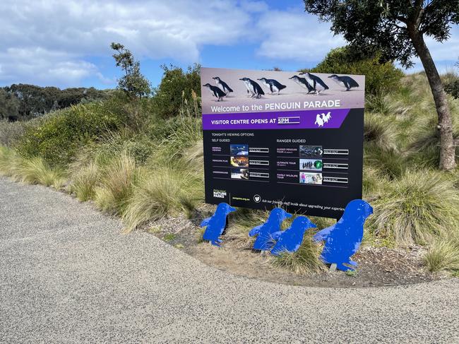 The Phillip Island Penguin Parade is one of Australia’s most iconic tourist attractions. Picture: Jack Colantuono