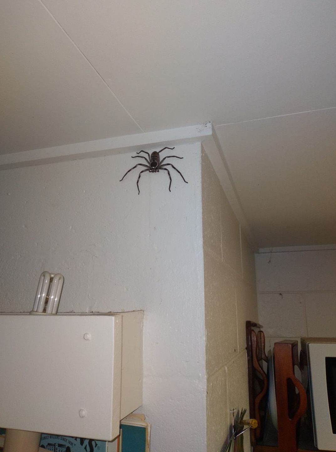 Queensland man spends year with ‘insanely huge’ spider | news.com.au