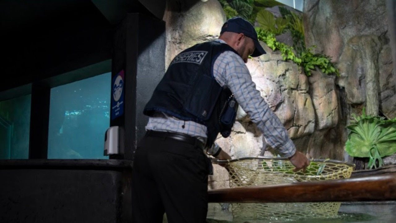 Two lungfish were found in a backyard pool on a Gympie property.