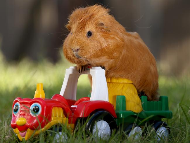 Super cute best sale guinea pigs