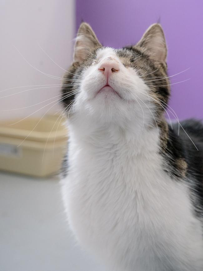 A one-year-old completely blind cat named Herbie is seeking a forever home. Picture: Facebook/ Ten Lives