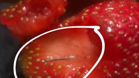 A needle allegedly found in a strawberry purchased from Woolworths in Brisbane. Picture: Supplied.