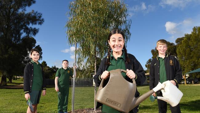 Wattle Park Primary School’s Centenary Avenue of gum trees in Burwood ...